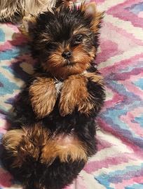 Cuccioli Yorkshire Terrier