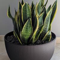 Vaso Design con 4 Sanseveria - Arredo Casa/Ufficio