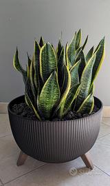 Vaso Design con 4 Sanseveria - Arredo Casa/Ufficio