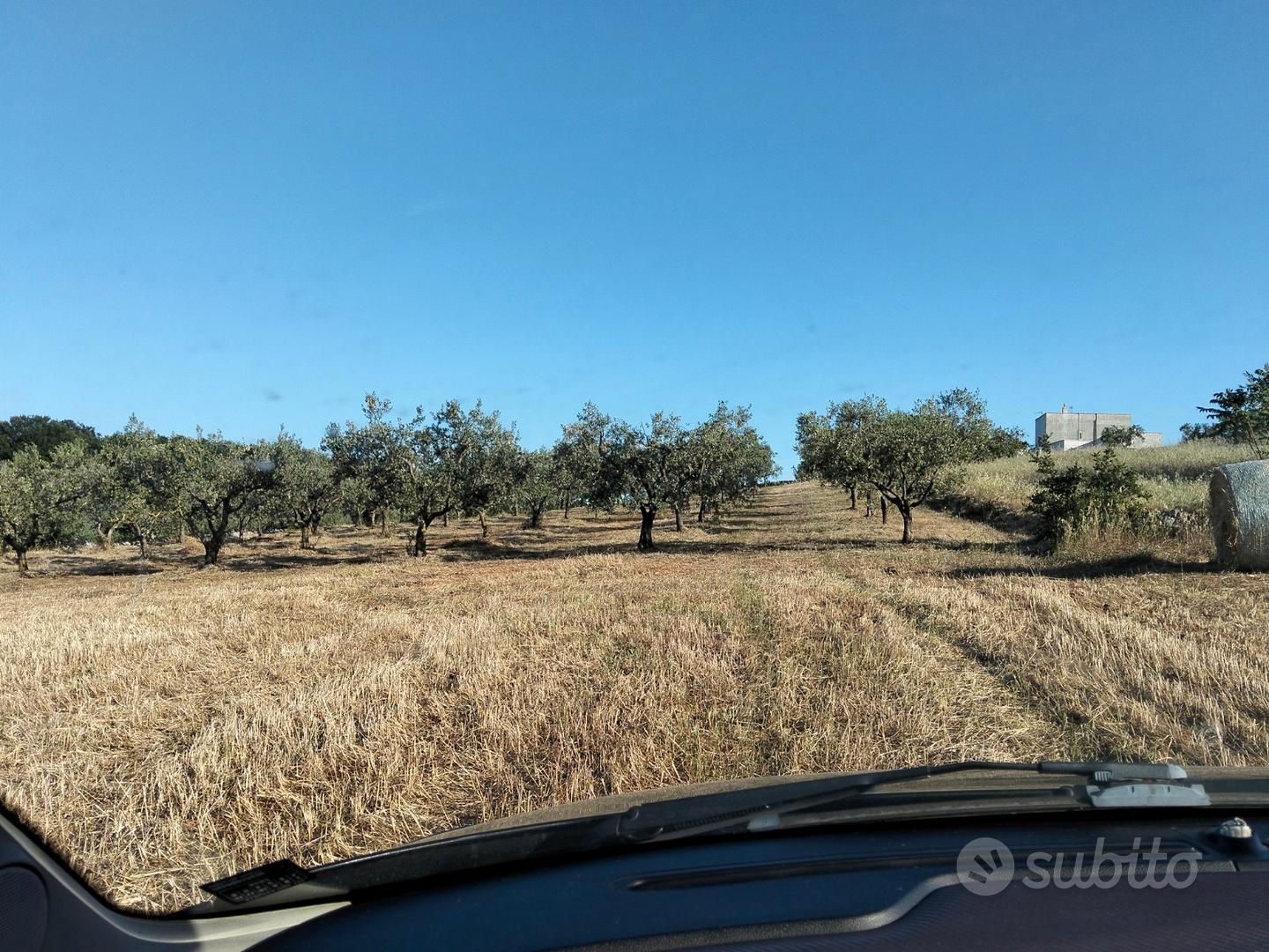 Terreno agricolo i - martina franca - Vista 3