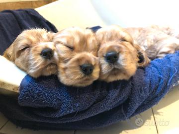 Cuccioli di Cocker Spaniel Inglese
