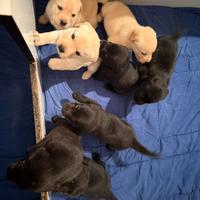 Labrador cuccioli