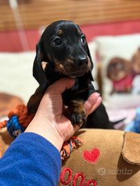 Cuccioli bassotti tedeschi con pedigree ENCI