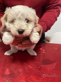Cucciolo lagotto romagnolo