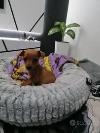 Pinscher rosso cervo