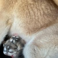 Cuccioli Huski siberiani con pedigree enci