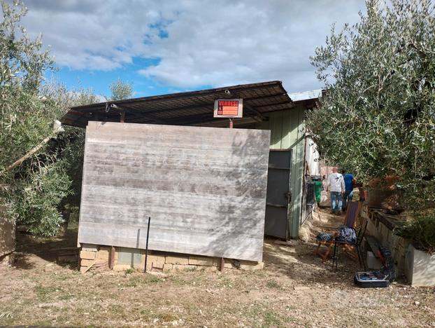 Terreno agricolo con uliveto