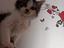 Immagine 2