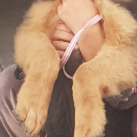 Cucciola di pastore tedesco a pelo lungo di