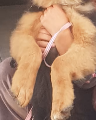 Cucciola di pastore tedesco a pelo lungo di