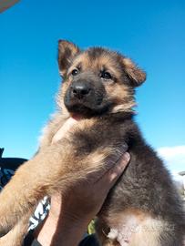 Cucciolo pastore tedesco