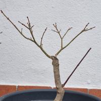 Prebonsai Acero palmato 