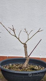 Prebonsai Acero palmato 