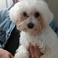 Cuccioli di maltesi