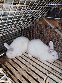 Conigli Bianchi nuova Zelanda in purezza