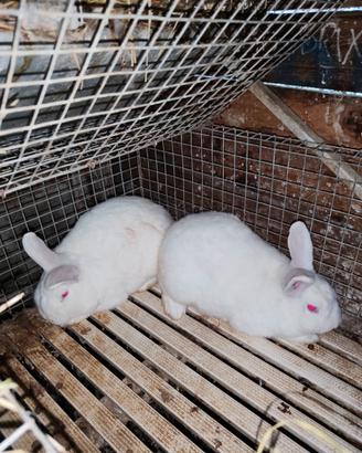 Conigli Bianchi nuova Zelanda in purezza