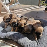 Cuccioli pechinese