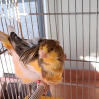 Canarino Arricciato del Nord.Maschio