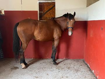 Castrone baio di 5 anni