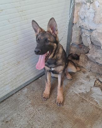 Cane pastore tedesco linea sportiva