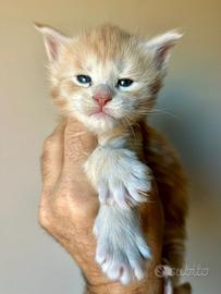Maine coon cuccioli disponibili