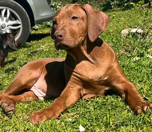 Rhodesian Ridgeback