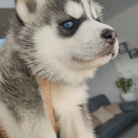 Ultimo cucciolo di siberian husky originale