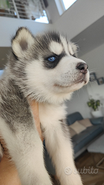 Ultimo cucciolo di siberian husky originale
