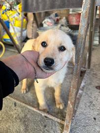 L'unica cucciola rimasta sola