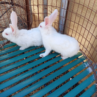 Coppia di giovani conigli da riproduzione