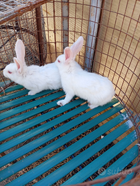 Coppia di giovani conigli da riproduzione