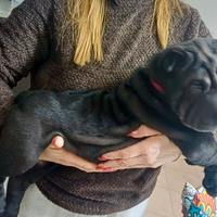 Cuccioli di Shar Pei