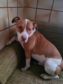 Pitbull in adozione