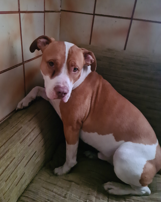 Pitbull in adozione