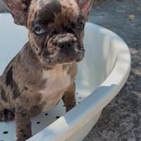 Cucciolo di bulldog francese maschio