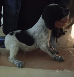 Cuccioli setter