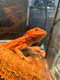 Pogone - draghi barbuti