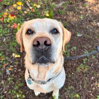 Labrador maschio disponibile per cucciolata