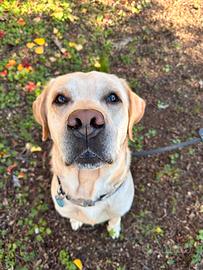 Labrador maschio disponibile per cucciolata