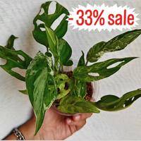 talee monstera adansonii indonesian marble 
