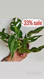 talee monstera adansonii indonesian marble 