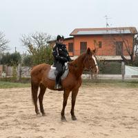 Cavalla per bambini e persone inesperte