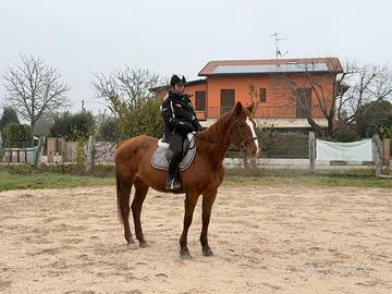 Cavalla per bambini e persone inesperte