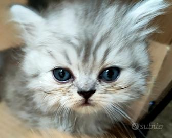 cuccioli Persiani