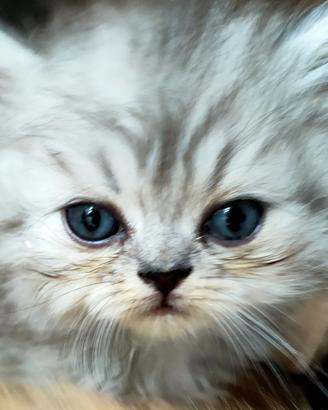 cuccioli Persiani