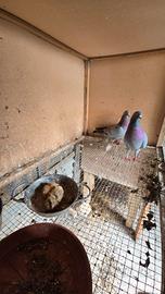 Piccioni francesi e rosati