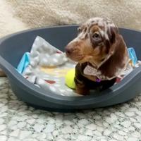 Cucciola di bassotto arlecchino