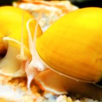 Ampullarie gold e caridine