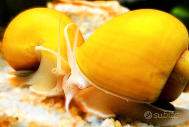 Ampullarie gold e caridine