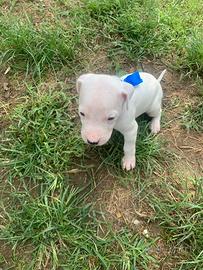 cuccioli dogo argentino 
